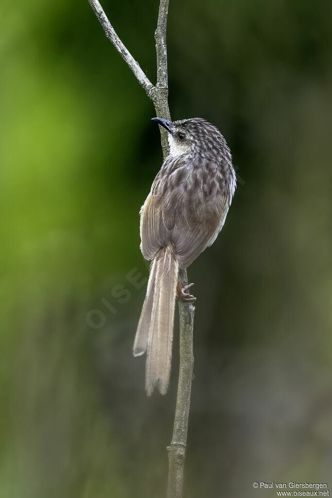 Prinia de Swinhoeadulte
