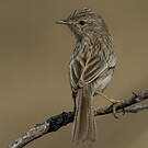 Prinia délicate