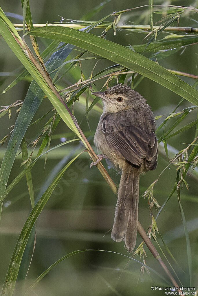 Brown Priniaadult