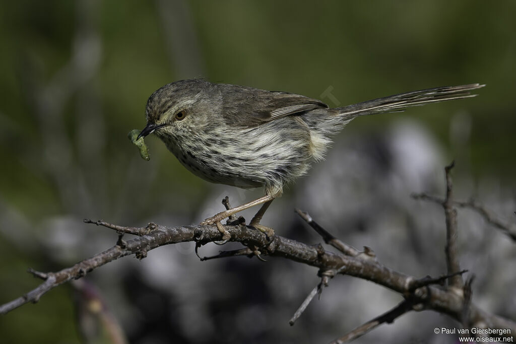 Prinia du Karrooadulte