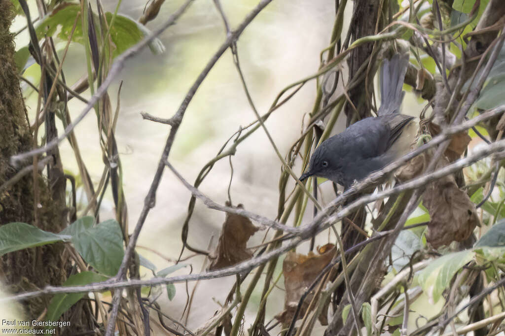 Prinia du Sierra Leoneadulte