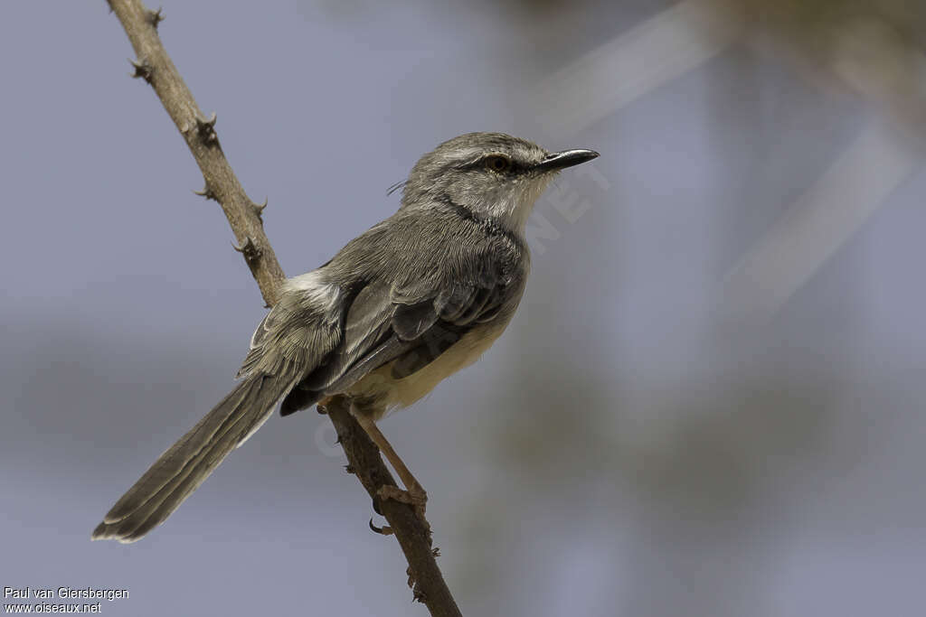 Prinia pâleadulte, identification