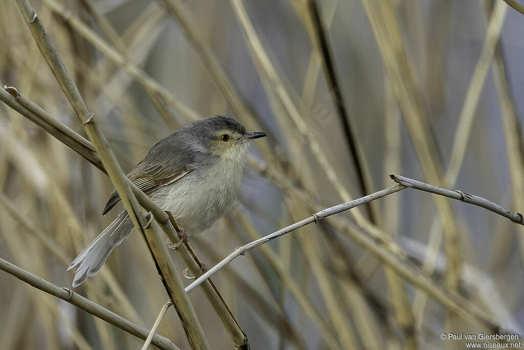 Prinia simpleadulte