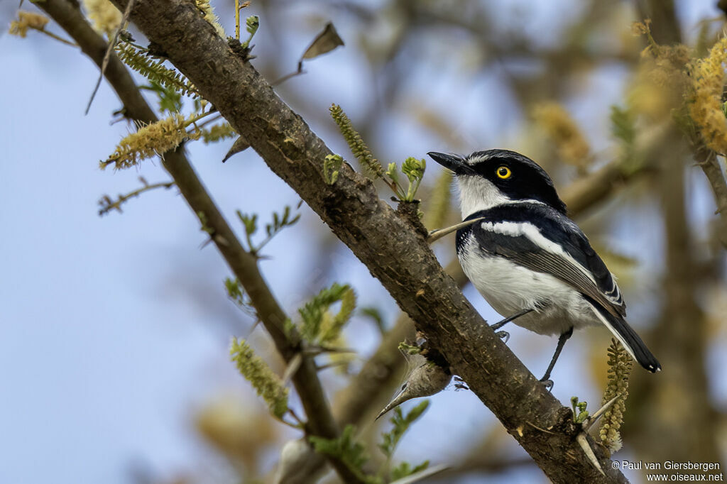 Pririt à tête grise mâle adulte
