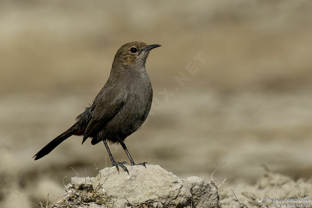 Pseudotraquet indien femelle adulte