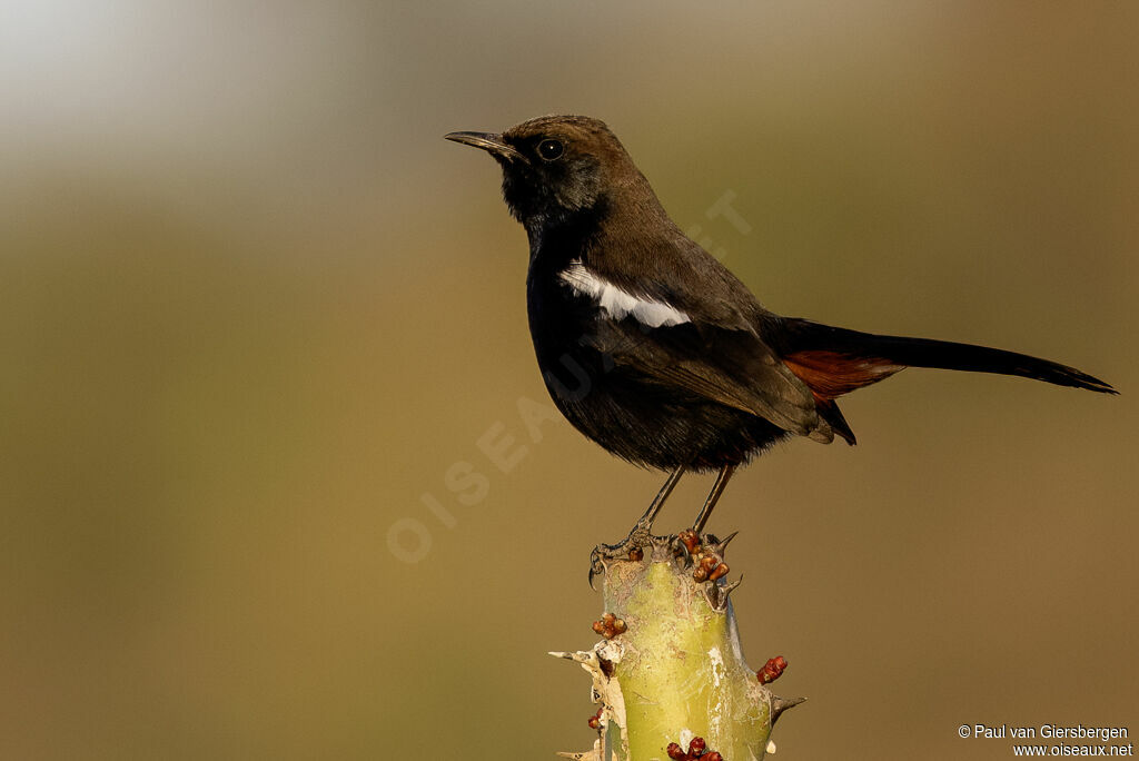 Pseudotraquet indienadulte