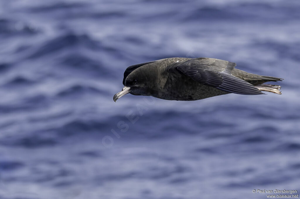 Puffin à pieds pâlesadulte
