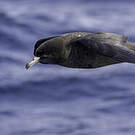 Puffin à pieds pâles