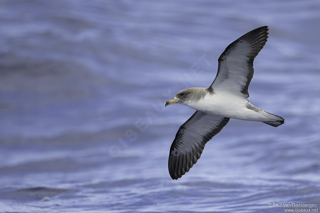 Cory's Shearwateradult