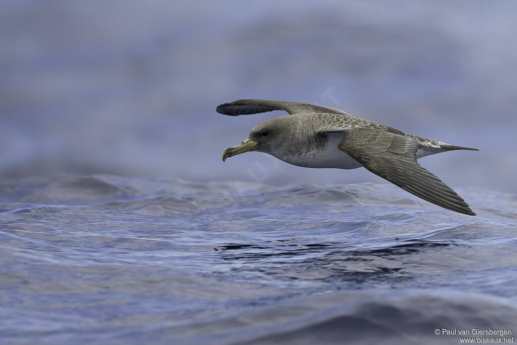 Puffin boréaladulte