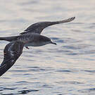Puffin fouquet