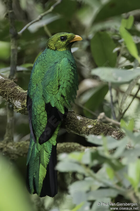 Quetzal doréadulte