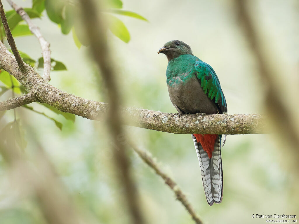 Quetzal resplendissant femelle adulte
