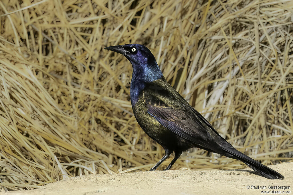 Quiscale bronzéadulte