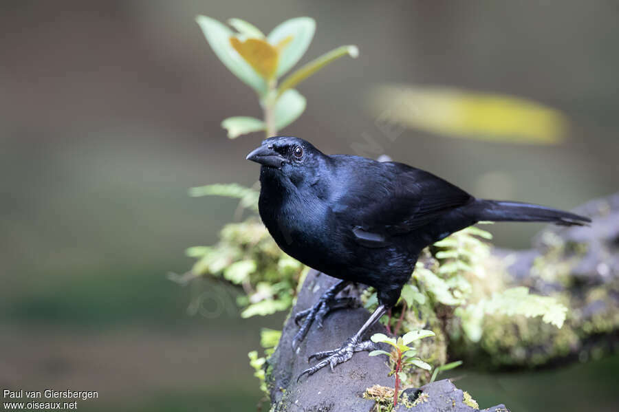 Melodious Blackbirdadult, identification