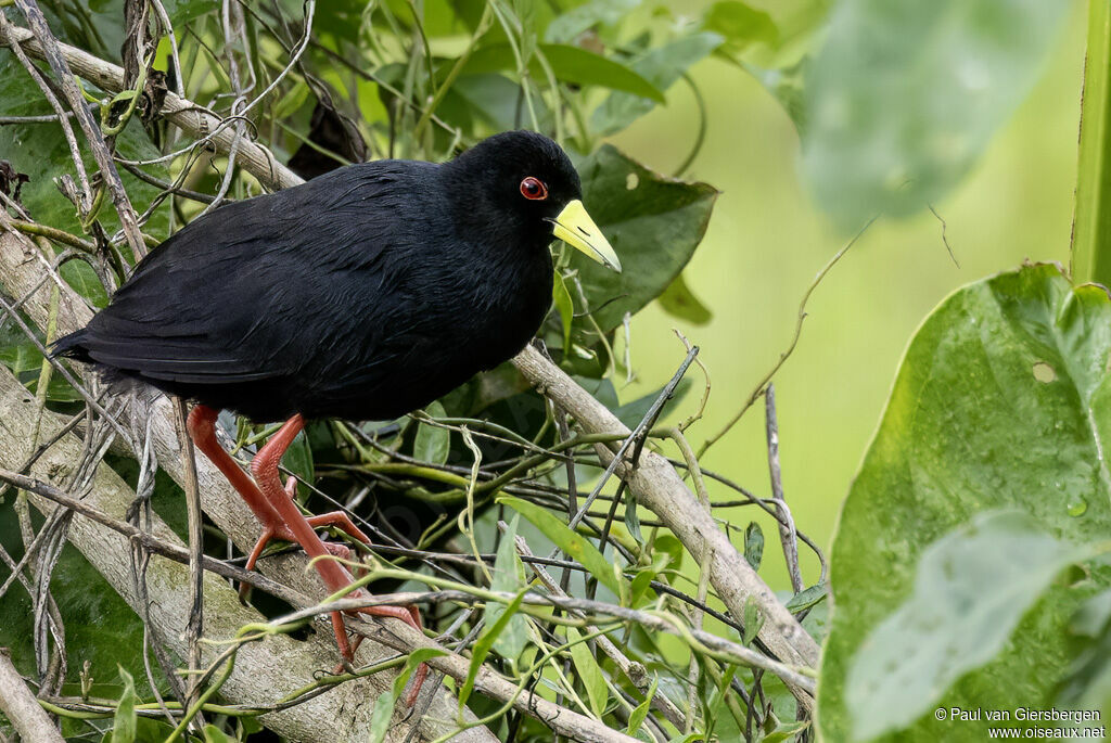 Black Crakeadult