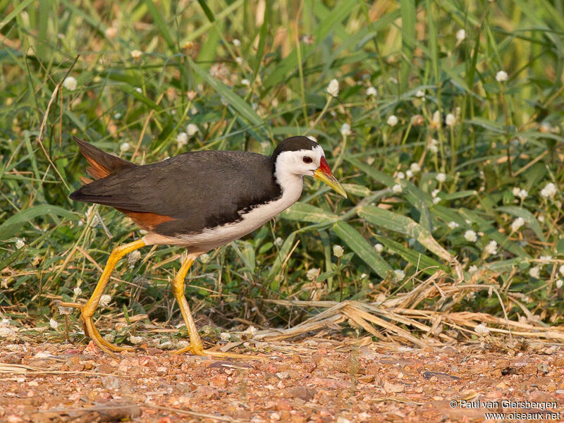 White-breasted Waterhen
