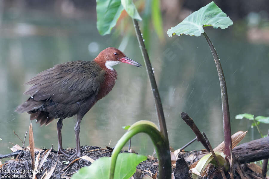Râle de Cuvieradulte, identification