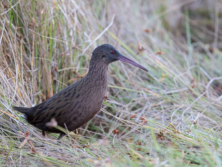 Madagascar Railadult, identification