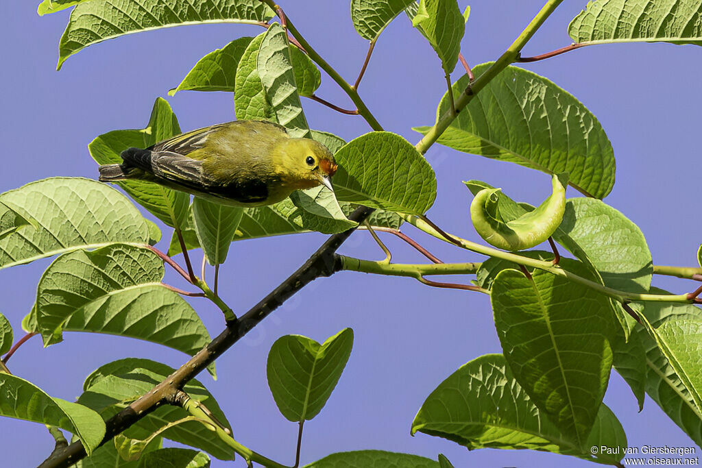 Fire-capped Titadult