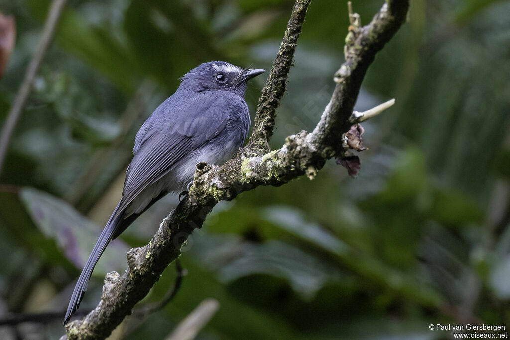 White-bellied Fantailadult