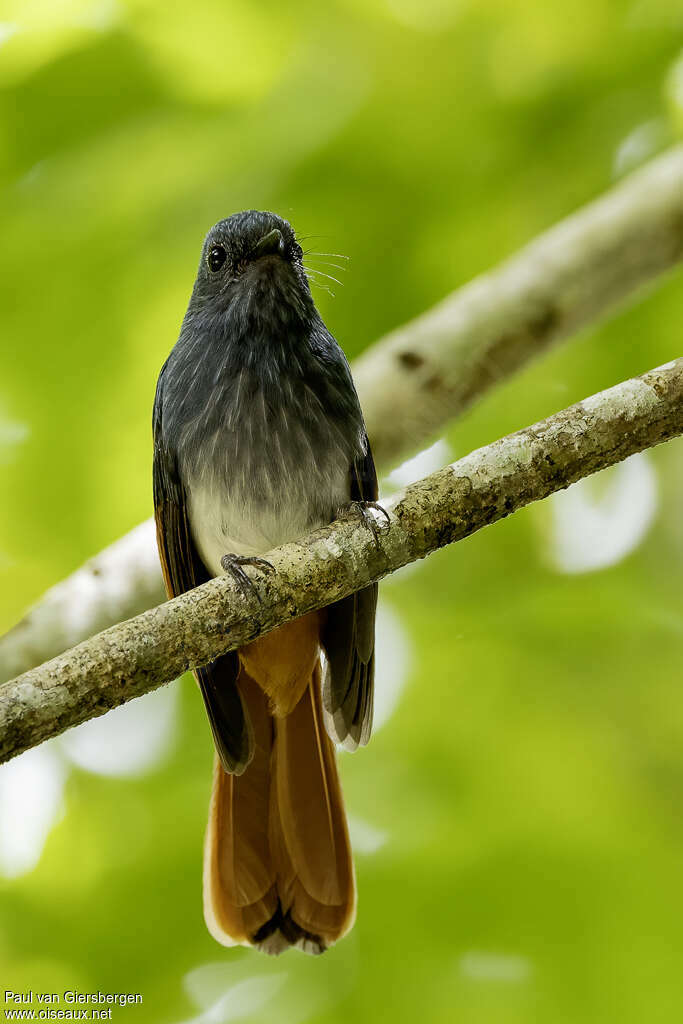 Visayan Fantailadult