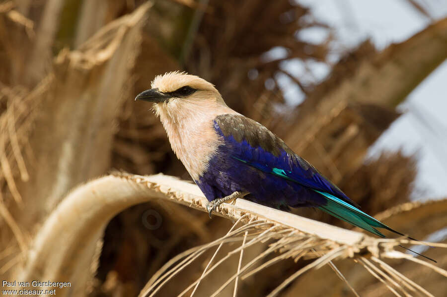 Rollier à ventre bleuadulte, identification
