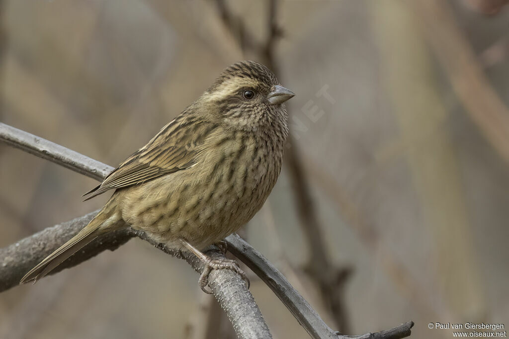 Roselin à sourcils roses femelle adulte