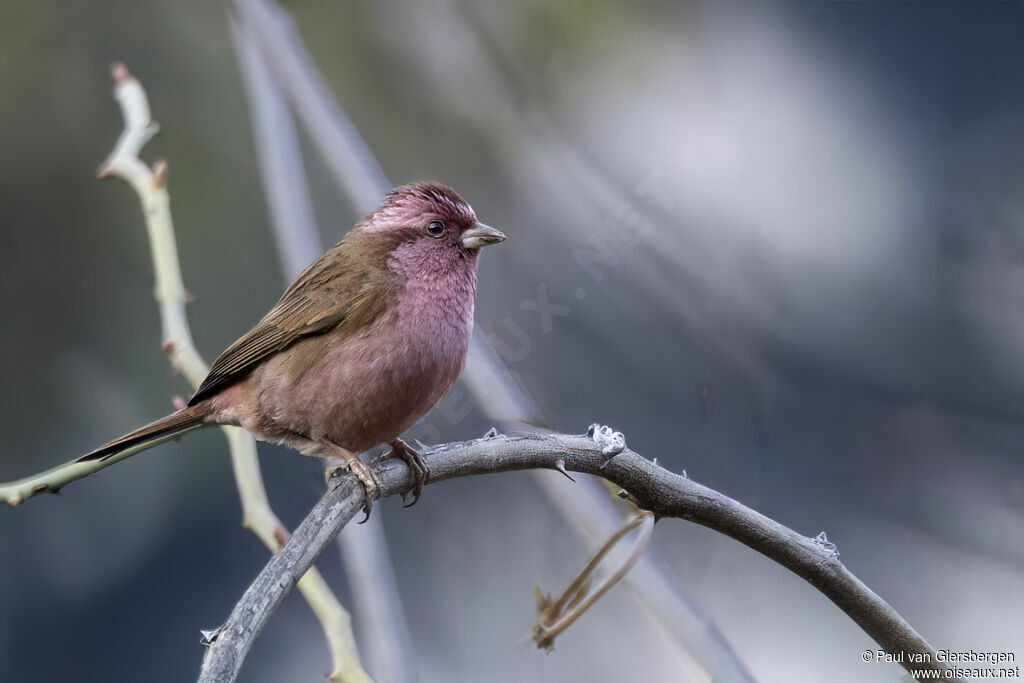 Pink-browed Rosefinch