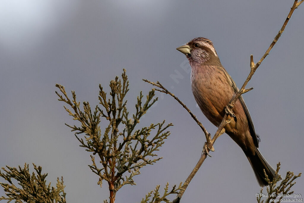 Roselin de Blyth mâle adulte