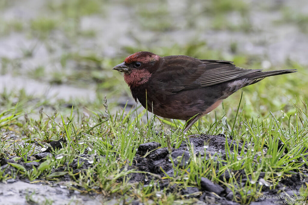 Dark-breasted Rosefinch male adult