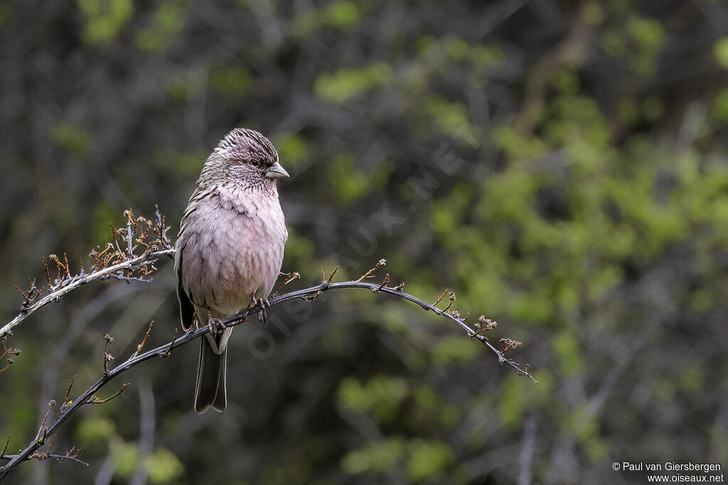 Himalayan Beautiful Rosefinch male adult