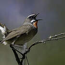 Rossignol calliope