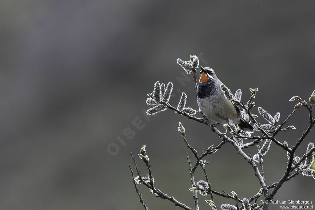 Chinese Rubythroatadult