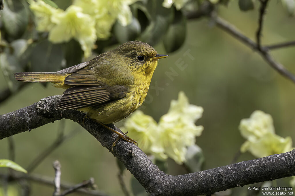 Golden Bush Robinadult