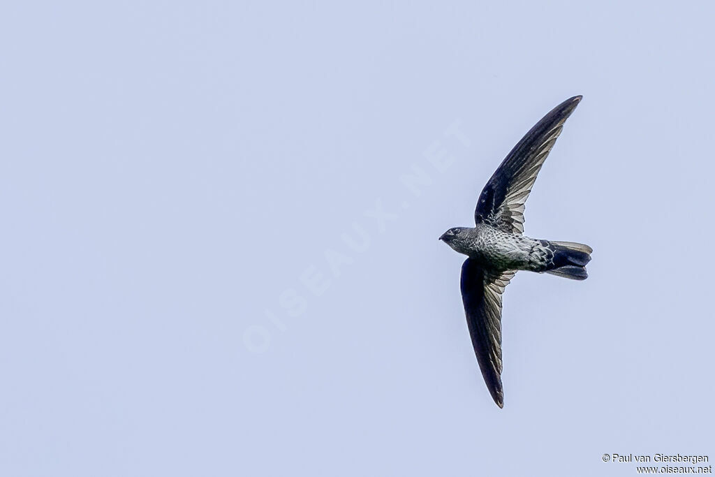 Grey-rumped Swiftletadult