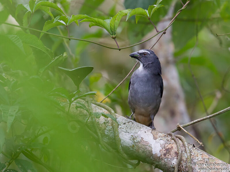 Saltator gris