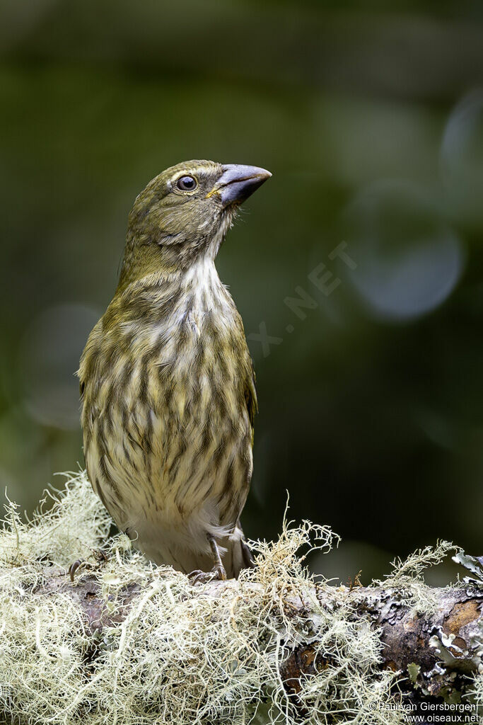 Saltator striéadulte