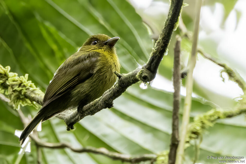 Sapayoa à bec largeadulte