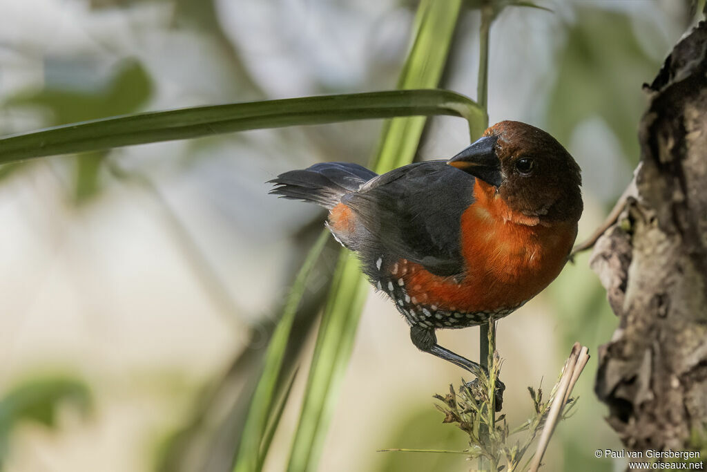 Western Bluebill female adult