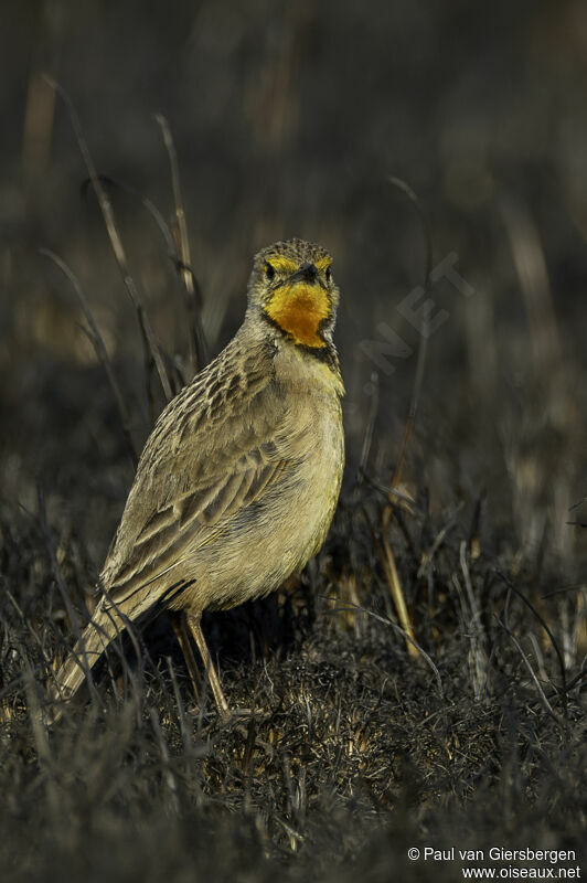 Cape Longclawadult