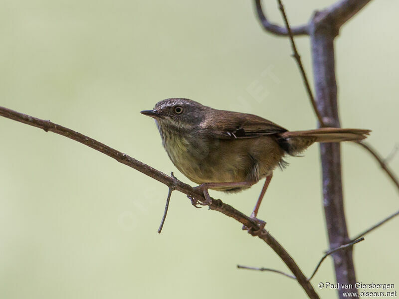 White-browed Scrubwren