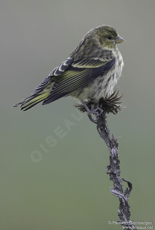Yellow-crowned Canary female adult