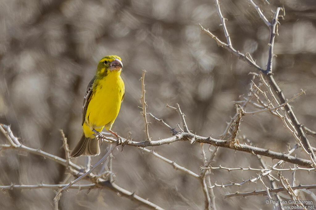 Serin à gros becadulte