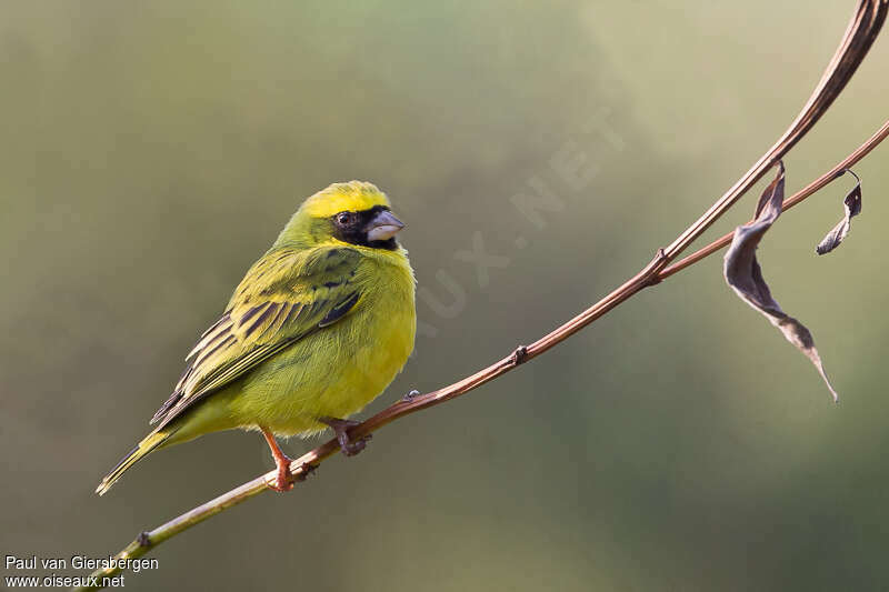 Serin à masque noir mâle adulte, identification