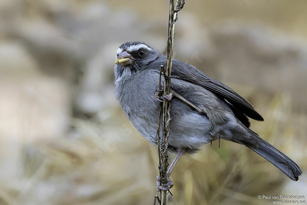 Serin à trois raiesadulte