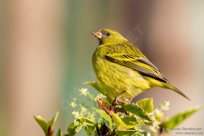 Serin d'Abyssinie