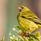 Serin d'Abyssinie