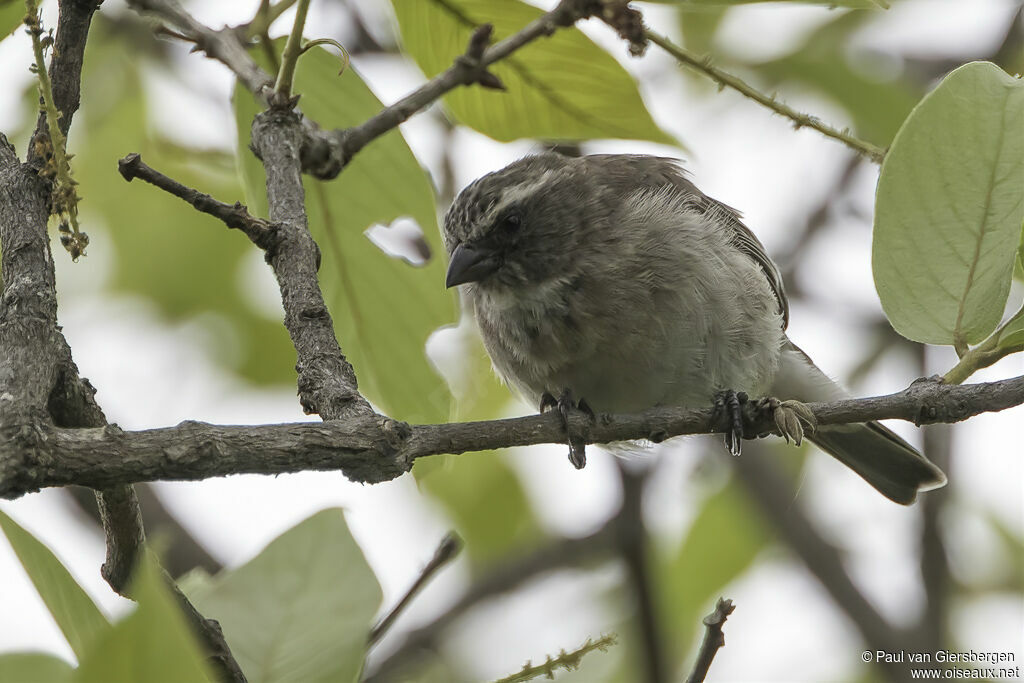 Serin de Reichardadulte