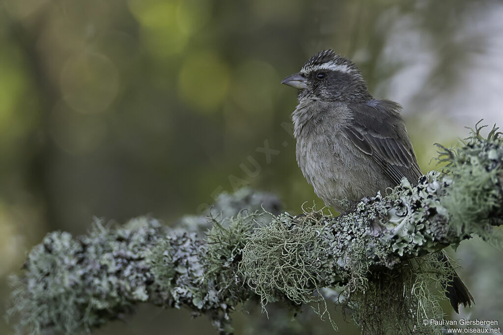 Serin grisadulte